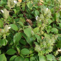 Strobilanthes rhamnifolia var. rhamnifolia (Nees) T. Anderson